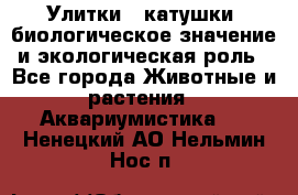 Улитки – катушки: биологическое значение и экологическая роль - Все города Животные и растения » Аквариумистика   . Ненецкий АО,Нельмин Нос п.